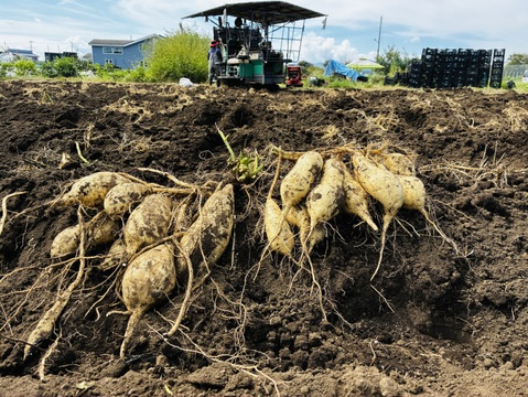 白いさつまいも！希少新品種きみまろこ2㎏
