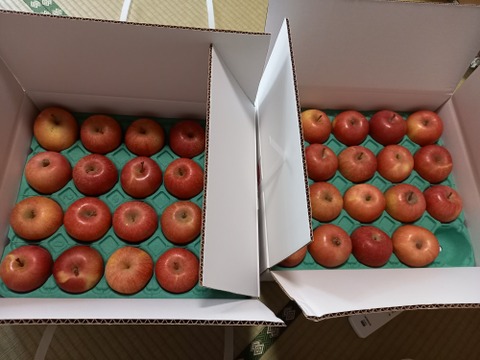 【スマートフレッシュりんご】木成り完熟「サンふじ家庭用5ｋｇ×2箱」