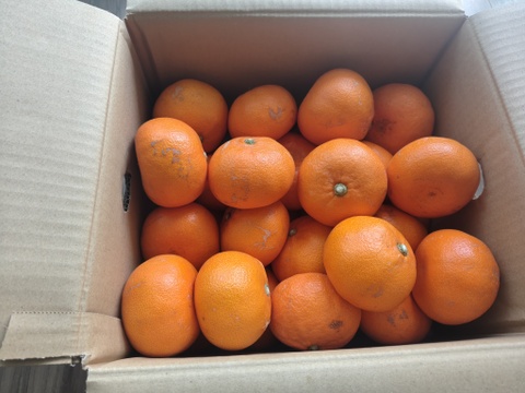 【発送開始】やまの実農園の訳ありせとか10ｋｇ(ご家庭用)