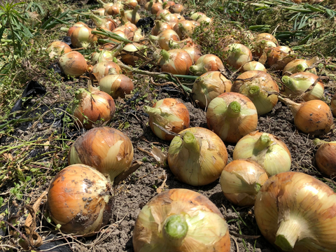 時短！甘みと旨み凝縮の「干したまねぎ」40g×8袋セット【京都丹波産・農薬不使用】