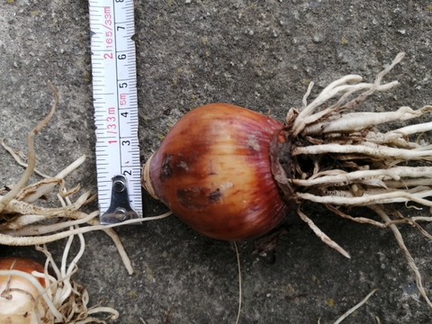 日本水仙の球根