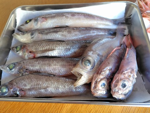 【冬ギフト】早割！【魚ガチャ】欲張って2袋！何が入っているかわからない［未利用魚］おかず