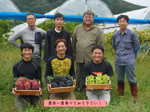 数量限定 約1 皮ごと食べられる赤いブドウ サニードルチェ 2 3房入り 広島県産の果物 食べチョク 産地直送 産直 お取り寄せ通販 農家 漁師から旬の食材を直送