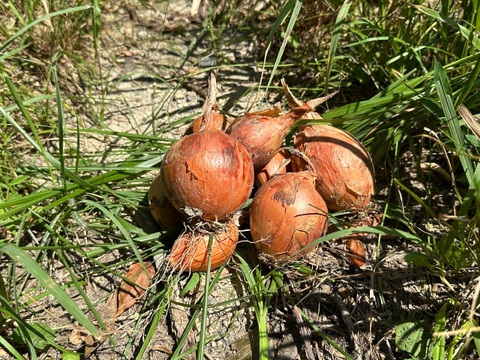 ●甘さとコクの王子様●棚田で育った固定種の玉ねぎ 農薬不使用！！