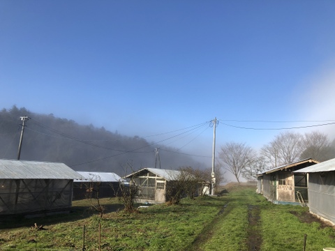 親鶏　1羽セット　(モツ付き)