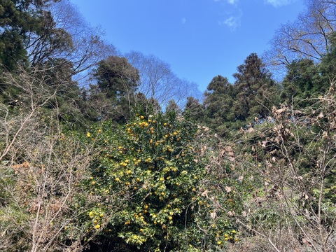 森で育てた自然栽培本柚子！1kg（12個）