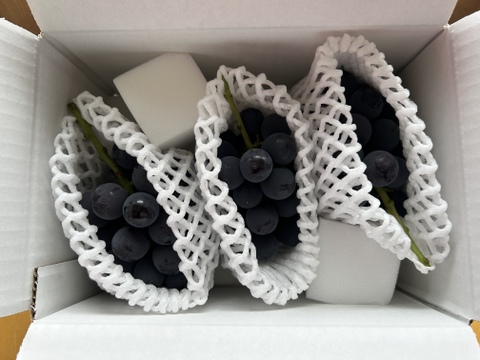 山梨県勝沼産　間違いのない甘さ！巨峰