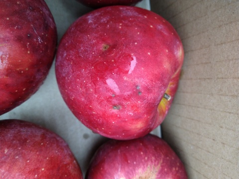 【10月16/17日発送】南信州産 林檎屋の「紅玉」りんご (3kg箱) <農薬削減率78％>