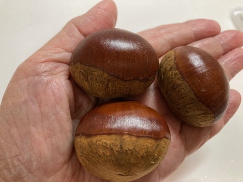 Lサイズ粒ぞろい　発祥の地　能勢産ブランド栗「銀寄」１㎏【オール　Lサイズ】