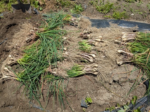 博多のシャキシャキらっきょう　1kg　福岡県産