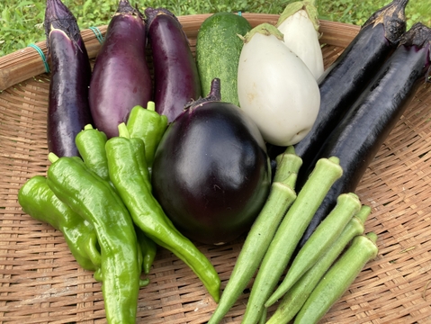 【フードロス特価】ナスを中心とした6種野菜セット/80サイズのダンボールいっぱい(農薬不使用)