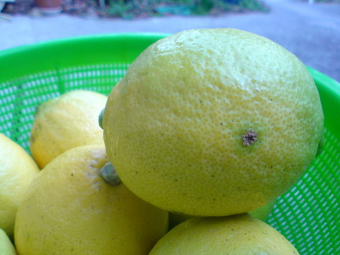 せとうちの島育ち！ えひめ中島レモン 10kg