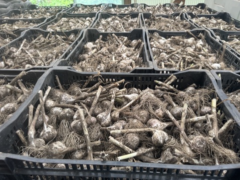 令和7年度　群馬県産　乾燥ニンニク 有機肥料栽培　農薬化学薬品無使用　1kg