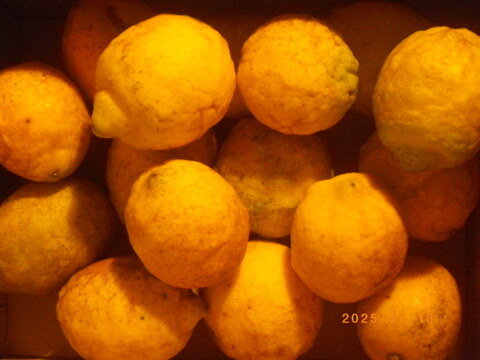 自然農レモン(1.8kg)　果汁用　64年以上農薬肥料不使用の畑で栽培　広島県尾道市因島産 サルベストロールたっぷりレモン 風袋込みで2キロ以内　グリーンレモン