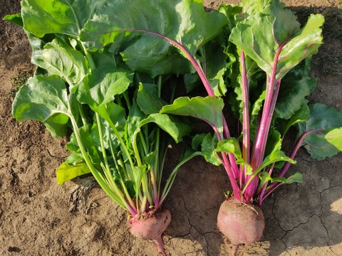 🌱収穫そのままお届け！畑直送！「食べる輸血」採れたて葉付きビーツ1〜2種セット約1.5kg🌱｜畑の鮮度そのまま✨｜農薬・化成肥料不使用｜✨