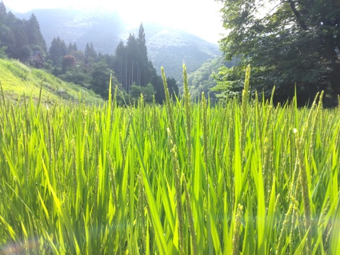 Ｒ.7新米｢飛騨コシヒカリ｣玄米20㎏