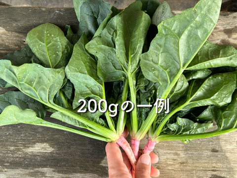 500g [信州産]アクがなく柔らかい春の根付きほうれん草