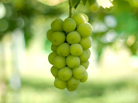 【ギフト】大粒ぶどう詰め合せ3種　1.8㎏