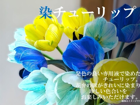 染チューリップ　10本　パープル　発送日は1月中以降となります。　※北海道・沖縄発送不可※
