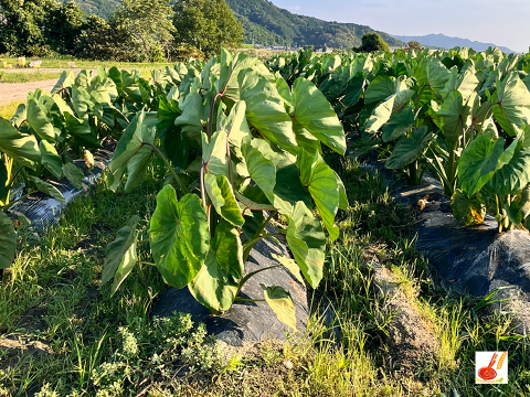 農家直送✅セレベス(赤目芋)の里芋🎁2kg M~LLサイズ(大きめの里芋❗️