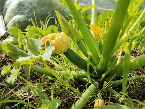 ふたばたけ　旬の野菜セット　5～7種類