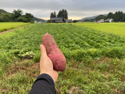 蜜たっぷり！富山県産『紅はるか』(10kg)