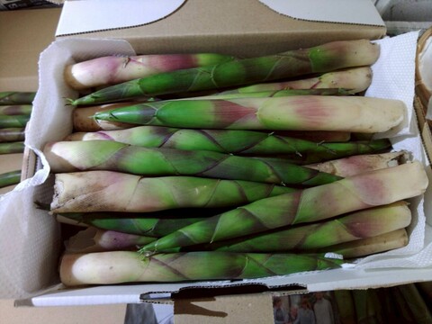 【太くて旨い】月山竹/すずこ/根曲がり竹/チシマザサ/標高800m以上の高地採取もの/極太【1kg】