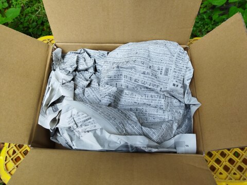 ラストチャンス！さつま芋の苗〈高系14号〉10本【農薬等不使用栽培】