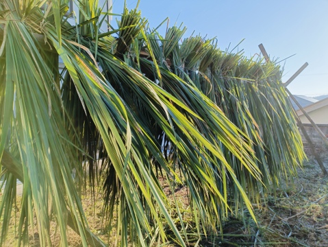 自然栽培のまこも茶☆ティーバッグ☆【お得な20個セット】