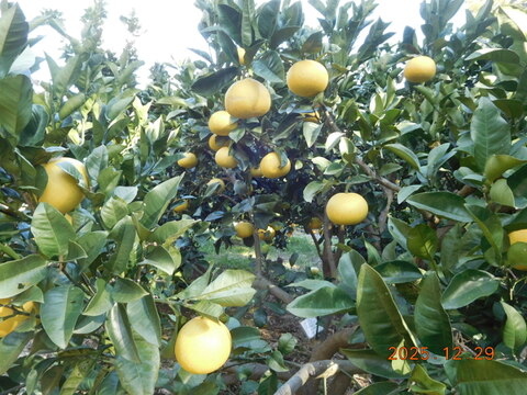 初春のうれしい柑橘５種食べ比べ　家庭用【規格外品】　５㌔箱に正味4.0㎏-