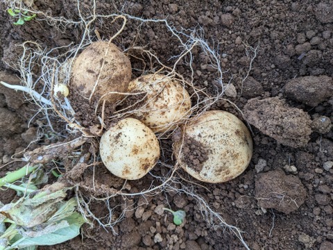 《今夏は販売予定ありません》２KG  品種デジマ 五島列島産 自然農業での栽培