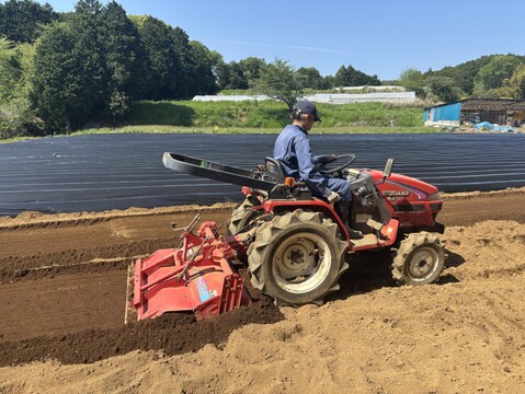 【訳あり品】べにはるか　5kg　さつまいも　貯蔵期間３カ月　熟成　規格外