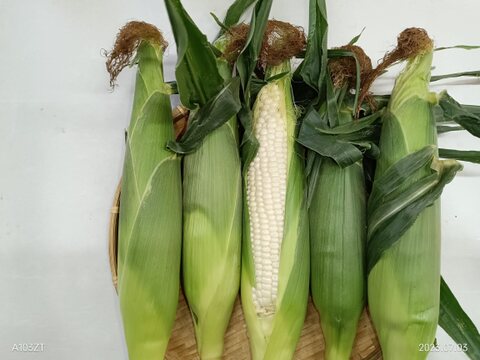 朝どり【プラチナコーン】『5本入り』6月上旬に発送予定の予約販売になります★毎年ご好評をいただいております★白いとうもろこし★生で食べるとメロンのようにジューシー80サイズクール便