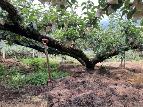 【冬ギフト】化粧箱入り！鳥取県産 あたご梨 約5kg