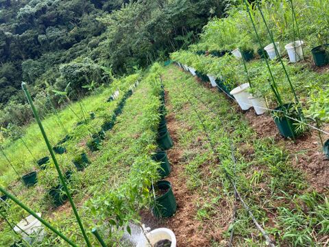 鮮烈な辛さを発する小さな巨人！八丈島の島とうがらし！(100gパック)