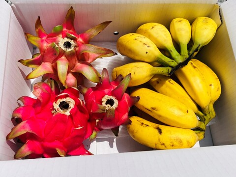【夏季限定】沖縄県産ドラゴンフルーツ& 島バナナ（アップルバナナ）計2kg