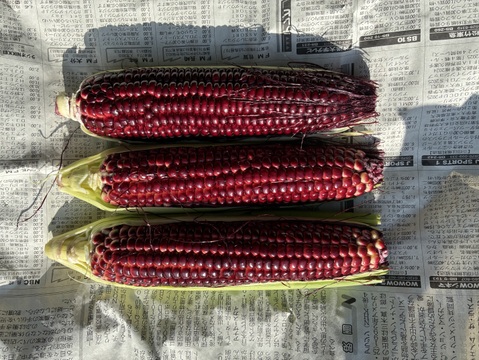 大和ルージュ　赤いスイートコーン