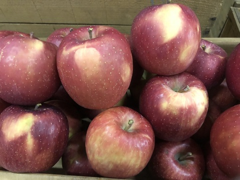 園主一押し!味をとことん突き詰めた青森りんご、“葉とらずサンふじ”　家庭用　約５kg　蜜入り期待大!　農家直送