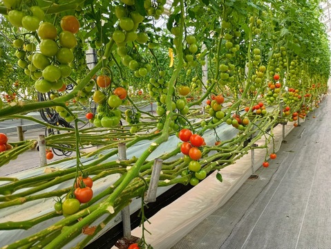 すっきりとした味わい！中玉トマト「シンディスイート」（ご家庭用・２kg）