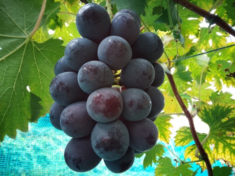 ＼ 本日収穫したばかり／ 岡山県産ピオーネ 4房セット【Parisファーム】 2027年予約】食べ比べ🍇岡山県産シャインマスカット＆ニューピオーネ