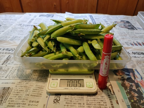 この時期だけ【春の味覚　第2弾　グリーンピース】　１キロ　鮮度が命の豆🫛を収穫当日に発送　冷凍とは違う生グリーンピース　今しか味わえない莢入りをお楽しみ下さい！！