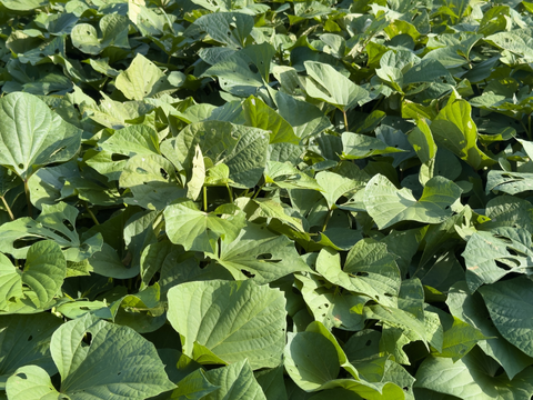 【食べ比べ！】干し芋２種セット（スライス＆スティック計4袋）無添加・濃厚ねっとり食感　国産紅はるか使用