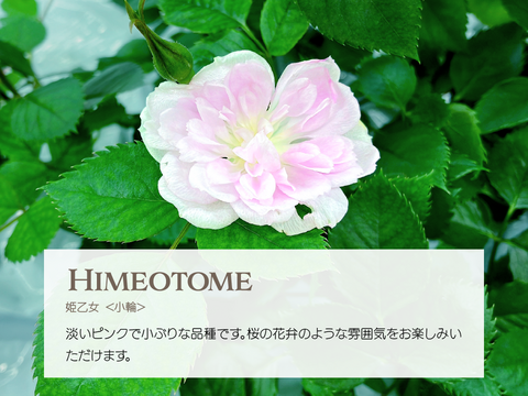 FISH VEGGIES／お魚が育てたお野菜　エディブルローズ【小花】10輪