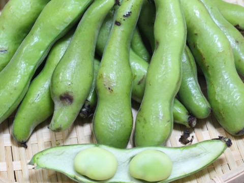 【お買い得】訳あり/朝穫れ❗5㎏「そら豆（さや付き）」