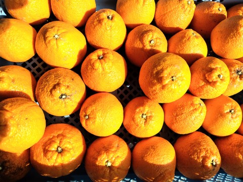 【柑橘食べ比べ】不知火3.5ｋｇ　黄金柑2ｋｇ