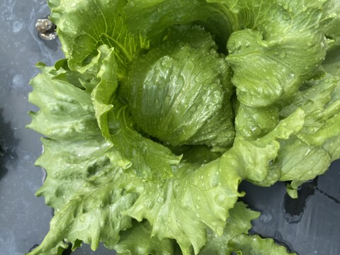 【淡路島より春をお届け】春のサラダセット