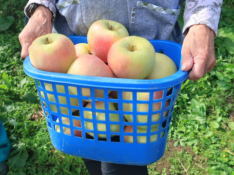 ぐんま名月 りんご 2kg(5〜7玉) ギフト 贈り物にも 贈答【10月下旬〜】