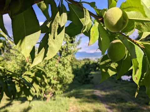 若桃（摘果桃）当日どり直送便【加工用】