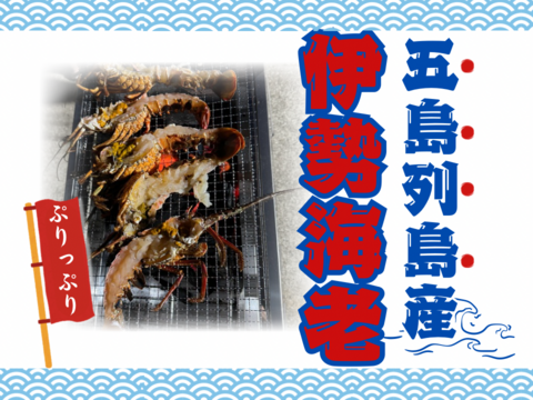 五島列島産 伊勢海老 1kg