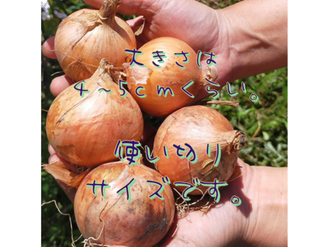 有機野菜詰め合わせ！　ころころマチルダとちびちび玉ねぎのセット（各4.5ｋｇ）　北海道産　農薬・化学肥料・除草剤不使用